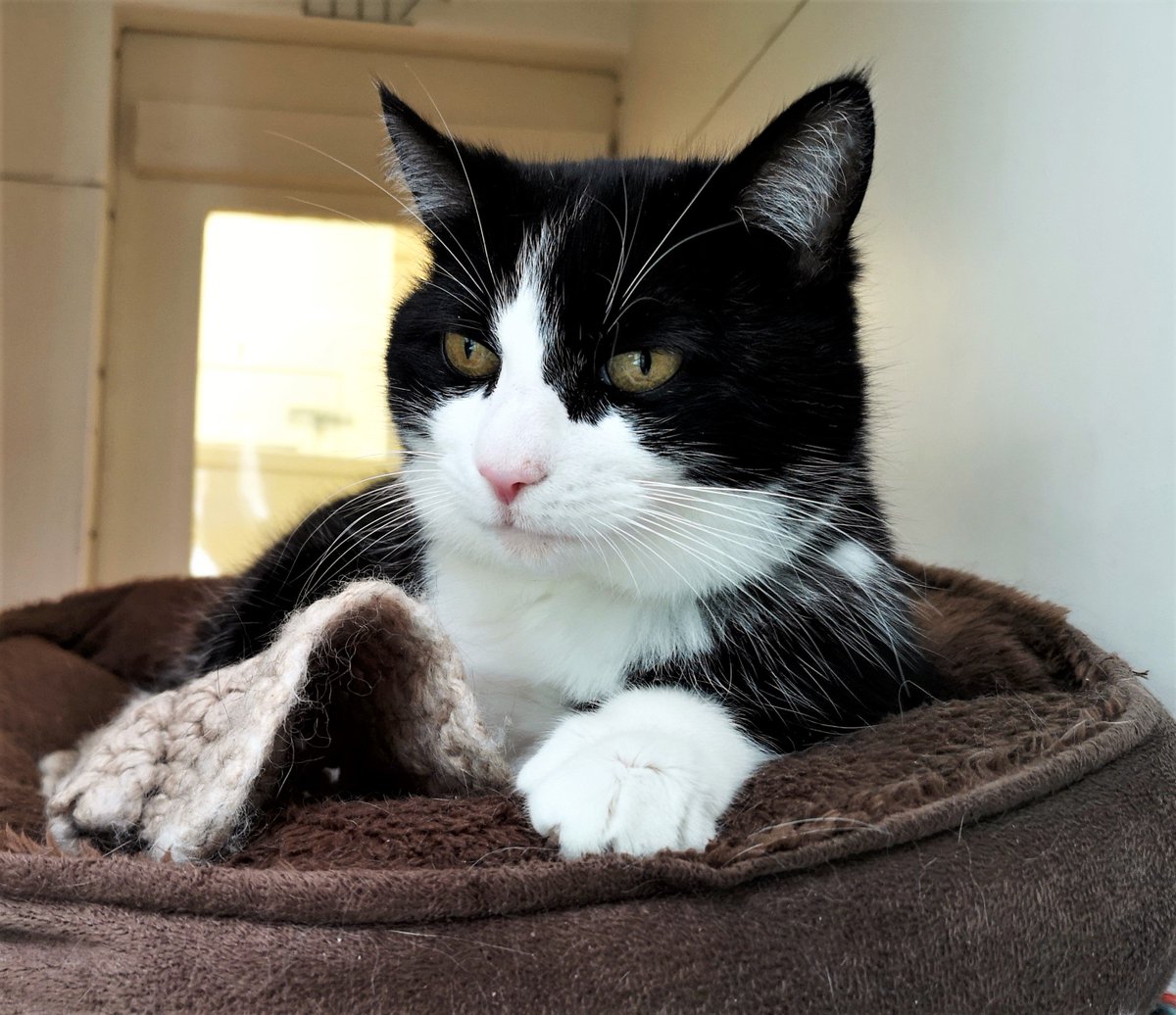 WoodgreenPets's tweet photo. Misty has been with us for 75 days today, and she would really love to find her forever home!

She's looking for a quiet home with understanding owners who will let settle in at her own pace. 

Find out more here: https://t.co/741QpugaF1. https://t.co/9oN0LI13AB