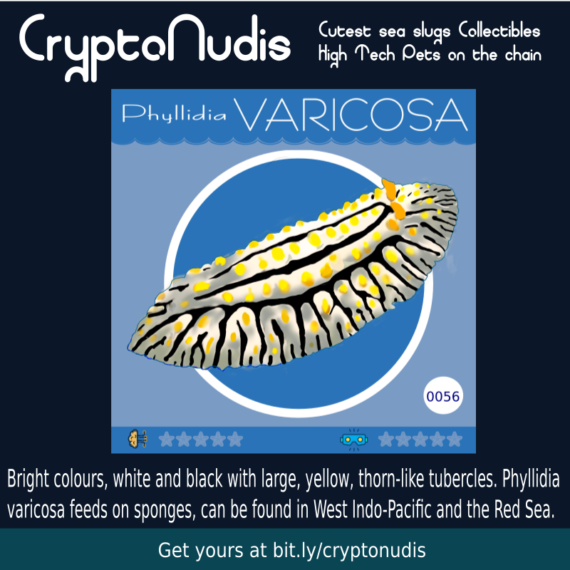 Bright colours, white and black with large, yellow, thorn-like tubercles. Phyllidia varicosa feeds on sponges, is able to grow up to 115 mm and can be found in West Indo-Pacific and the Red Sea.

check it out at :
opensea.io/assets/0x48718…