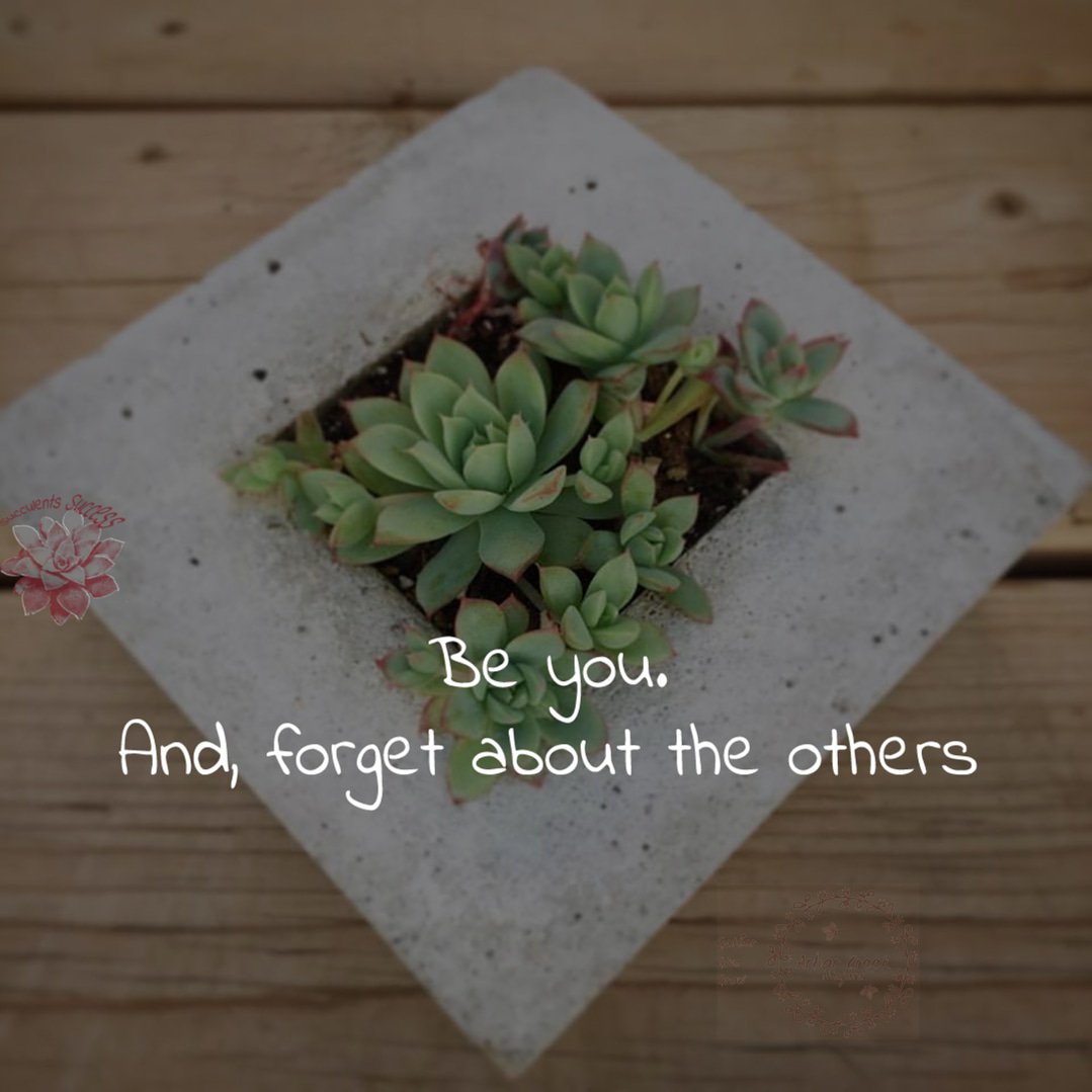#be #you, and #forget #about #the #others #concretepots #handmade #succulents #success #quotes @ArborCreekNiag - Like for more success - Follow us for more success quotes @SucculentsSucc1