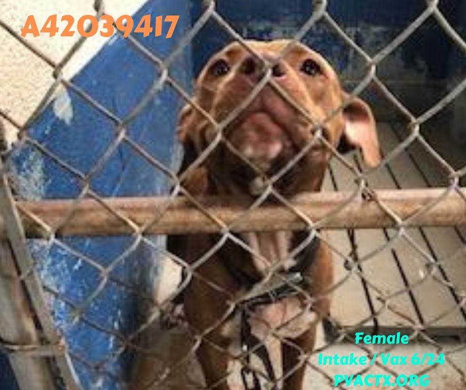 MoishesMom's tweet photo. π¨These R the faces of betrayed abandoned pups by POS humans living in #Palm #Valley #Tx #STexas When will we say enough is enough? This is #industrial #slaughter America claims to be a nation of dog lovers. Thatβs bullshit. Weβre a nation of pup-dumpers #SHAME @bvanhool 2pledge https://t.co/WP1JzGcOx7