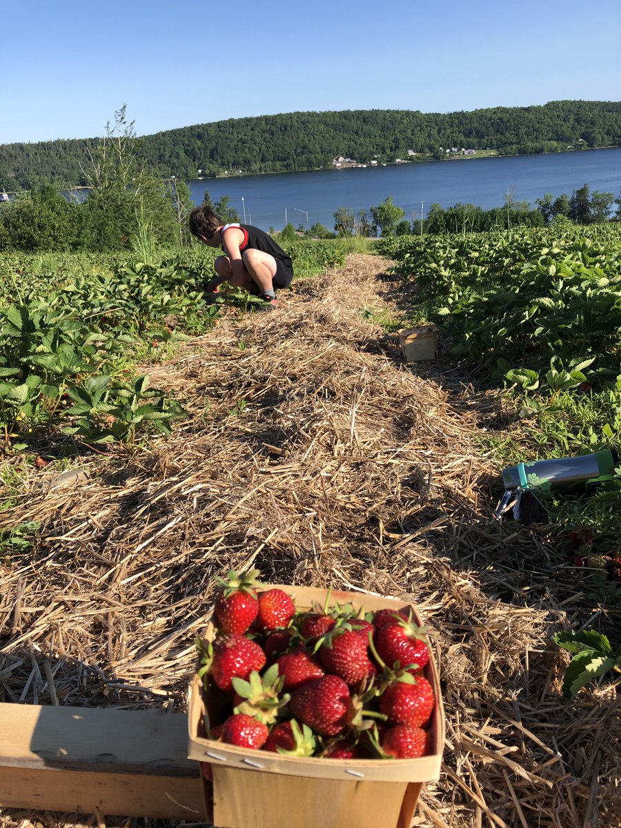 zeldam98's tweet photo. Helping out the #HUC for thier strawberry festival tomorrow 4 to 6:30.  #ExploreNB https://t.co/VhztSY6Bqn