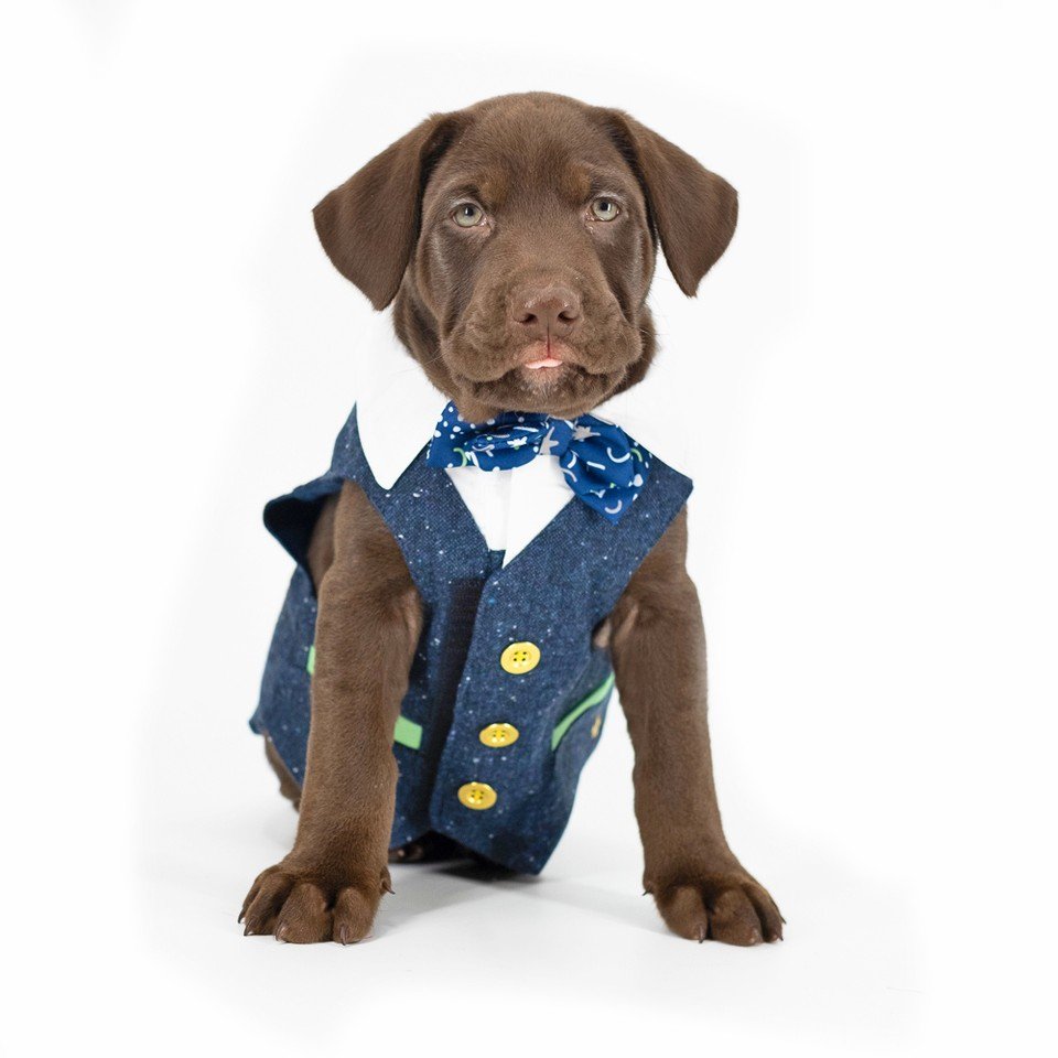 promikapets's tweet photo. Too well dressed to be stressed.⠀
⠀
Promika is your trusted source for affordable flea &amp; tick products. ⁣⠀ https://t.co/9DlABk9Iew