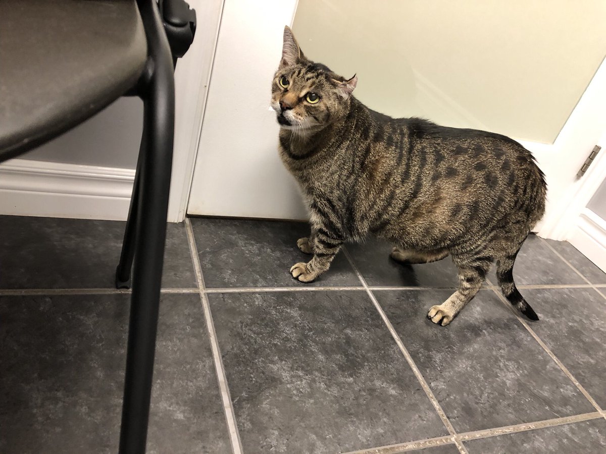 😿🔸😾🔸😿🔸😾🔸😿🔸😾

I am very angry at OW today.

I went to the vet.

That wicked vampire drew blood and said I was overweight.

I’m on new weight loss food.

But good news: my blood work is as close to being perfect as could be expected for an old guy.

Still mad, though.