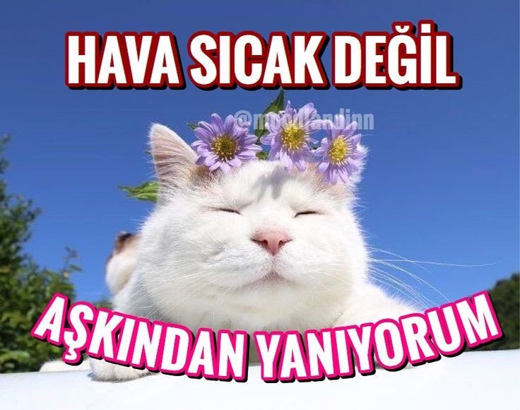 Planetself tweet media