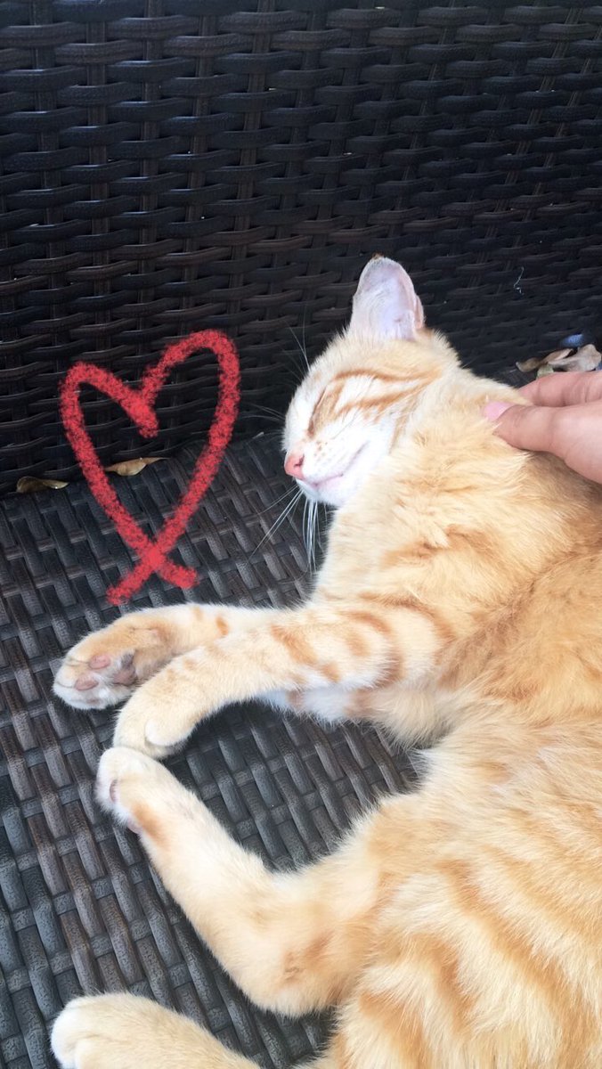 enza_savarese's tweet image. Ragazzi vi prego se potete retwittare. Il 6/07 sera ho smarrito il mio gatto, vivo nella città di Sant’Anastasia in provincia di Napoli so che è praticamente impossibile ma sono disperata