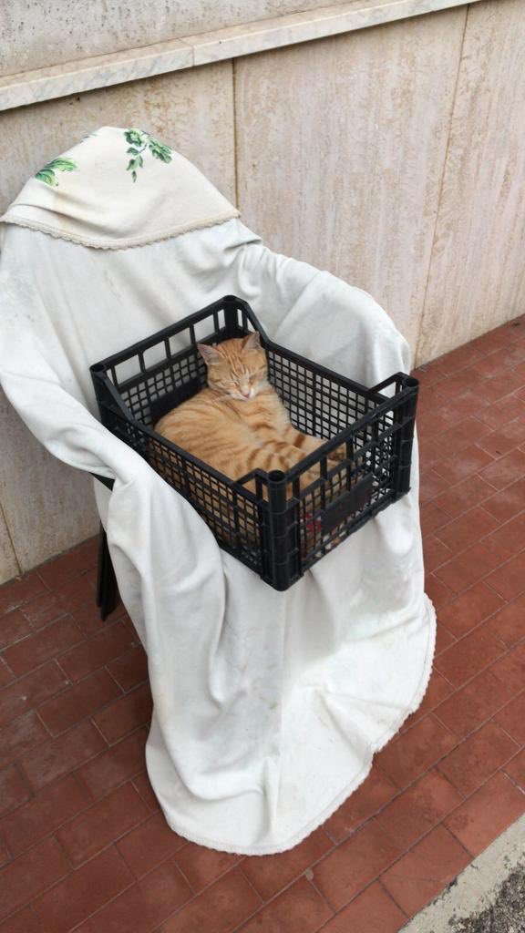 enza_savarese's tweet image. Ragazzi vi prego se potete retwittare. Il 6/07 sera ho smarrito il mio gatto, vivo nella città di Sant’Anastasia in provincia di Napoli so che è praticamente impossibile ma sono disperata