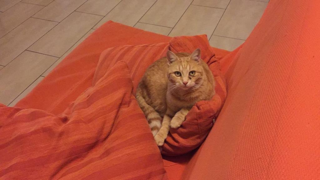 enza_savarese's tweet image. Ragazzi vi prego se potete retwittare. Il 6/07 sera ho smarrito il mio gatto, vivo nella città di Sant’Anastasia in provincia di Napoli so che è praticamente impossibile ma sono disperata