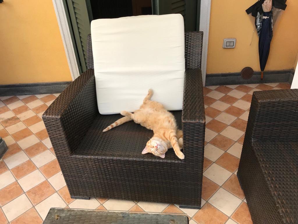 enza_savarese's tweet image. Ragazzi vi prego se potete retwittare. Il 6/07 sera ho smarrito il mio gatto, vivo nella città di Sant’Anastasia in provincia di Napoli so che è praticamente impossibile ma sono disperata
