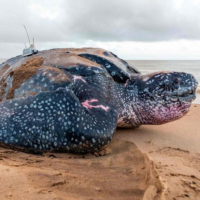Corriere's tweet photo. Una tartaruga-liuto, la più grande del mondo, depone le uova sulla spiaggia di Remire-Montjoly, nella Guyana francese: il trasmettitore posto sul guscio servirà ai ricercatori del CNRS per proteggere e monitorare il raro esemplare di carapace, assente in… https://t.co/viZTnmawB9 https://t.co/CjEnev5k5v