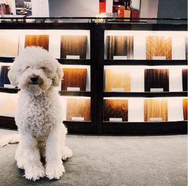 BolierCo's tweet photo. Having this cuteness in the office is the best #MondayMotivation https://t.co/aH5HmM836a