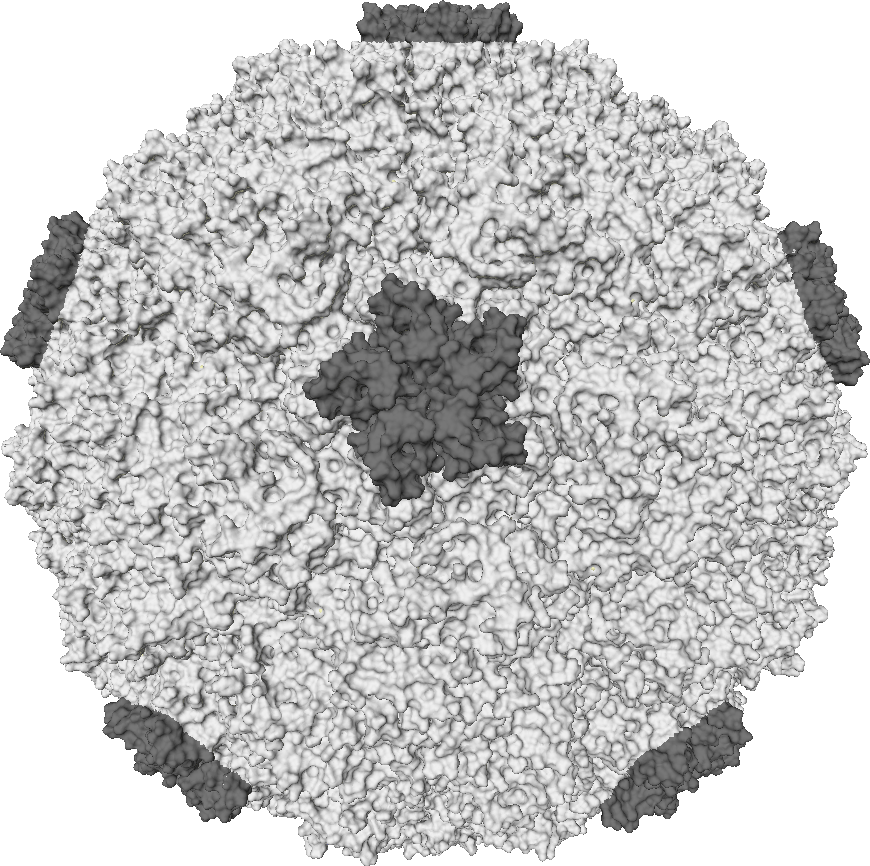 If the Solar Neighborhood (40 light-years) filled the theater, then the Oort Cloud would be the size of a bubble soccer suit (1.5 m). The Heliosphere would be the size of Fidget Spinner ball bearing (1/16“). The Sun would be the size of a human rhinovirus (common cold, ~30 nm)