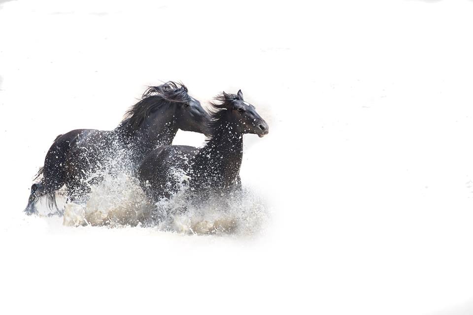 LensmenProject's tweet photo. Took a quick break from Vegas and ran up to Tooele, UT to photograph Mustangs. Lensman Ron Modra and guide Rob Daugherty were with me. Our last night in SIN CITY after a two week @BrooksAndDunn run.. 7.1 earthquake danced through the room in the middle of the show.. -@RonnieDunn https://t.co/DtBOMrU1K9