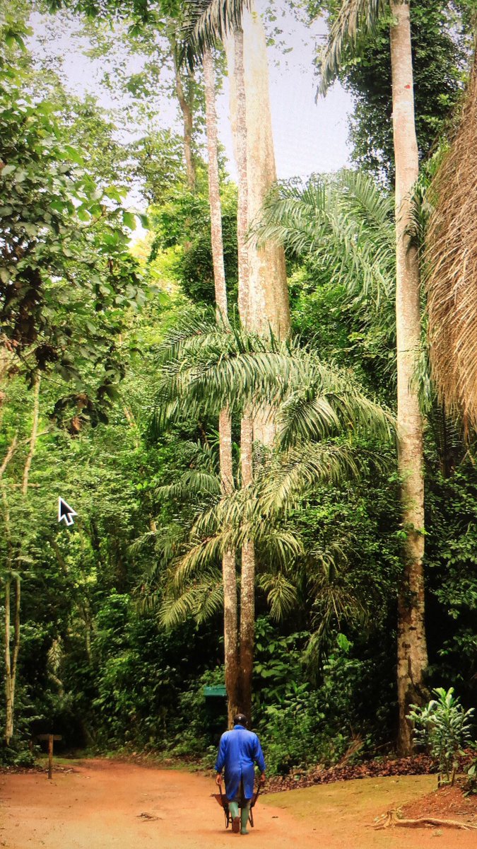 Gabriel1969MAD's tweet photo. Santuario de Gorilas de Mefou, en #yaounde #Cameroon #Cameroun Awesome! Very Nice. #Mefou #African https://t.co/6wa7DUcabb