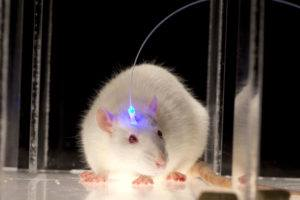 Vet_Summit's tweet photo. Using Gamma Waves to Treat Alzheimer’s Disease-Could brainwave stimulation prevent or even reverse the effects of Alzheimer’s disease #PoultryProduction #VeterinaryResearch #WildlifeManagement #AnimalReproduction #AnimalNutrition #AnimalBiotechnology https://t.co/3Z4aaCJDh2