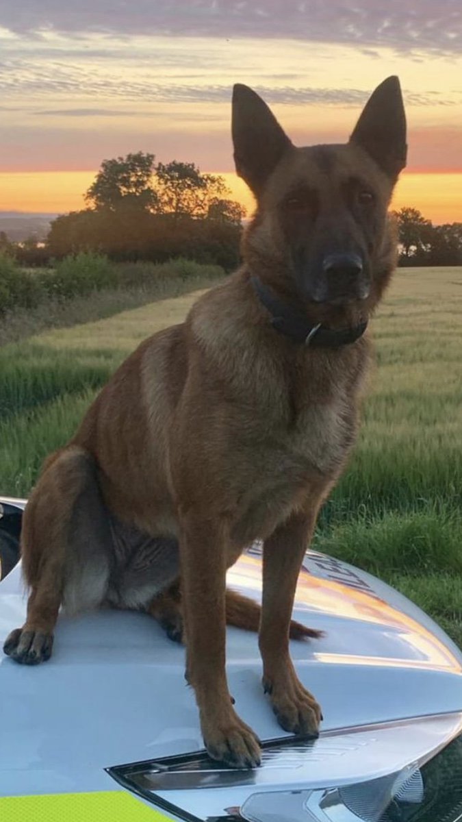 PSOSForthValley's tweet photo. Banknock - Pd Indie
On Saturday night a man made off after a domestic incident in Banknock. #PdIndie was on duty and soon tracked him through the gardens to his hiding place where he was arrested. https://t.co/COcxildydL