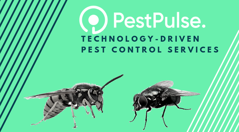 PestPulse's tweet photo. Increasing temperatures and humid conditions mean we are seeing huge increases in Pest activity this summer! If you have a pest issue, Contact us today for a free quote! #pestpulse #pests #pestcontrol #ukpestcontrol #wasps #flies | https://t.co/b7k4yOJaHJ https://t.co/2LOtLCQylk