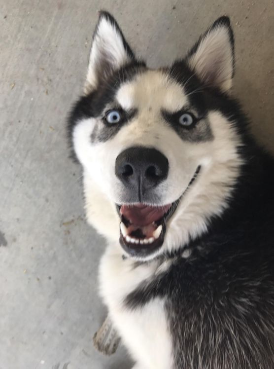 Good Food Made Simple tweet media