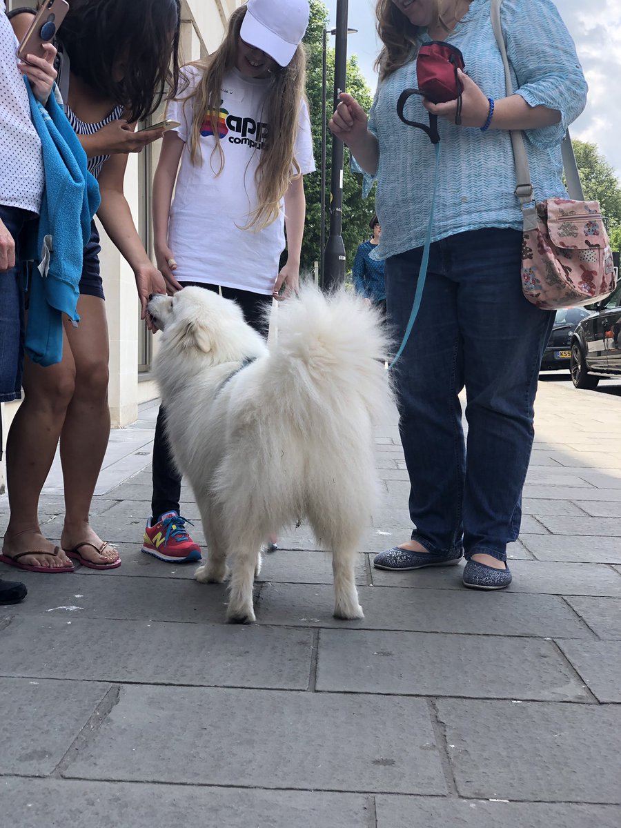 dmerfeld's tweet image. Not all conferences are equal. This one comes with two lovely dogs!  #hackingwithswiftlive