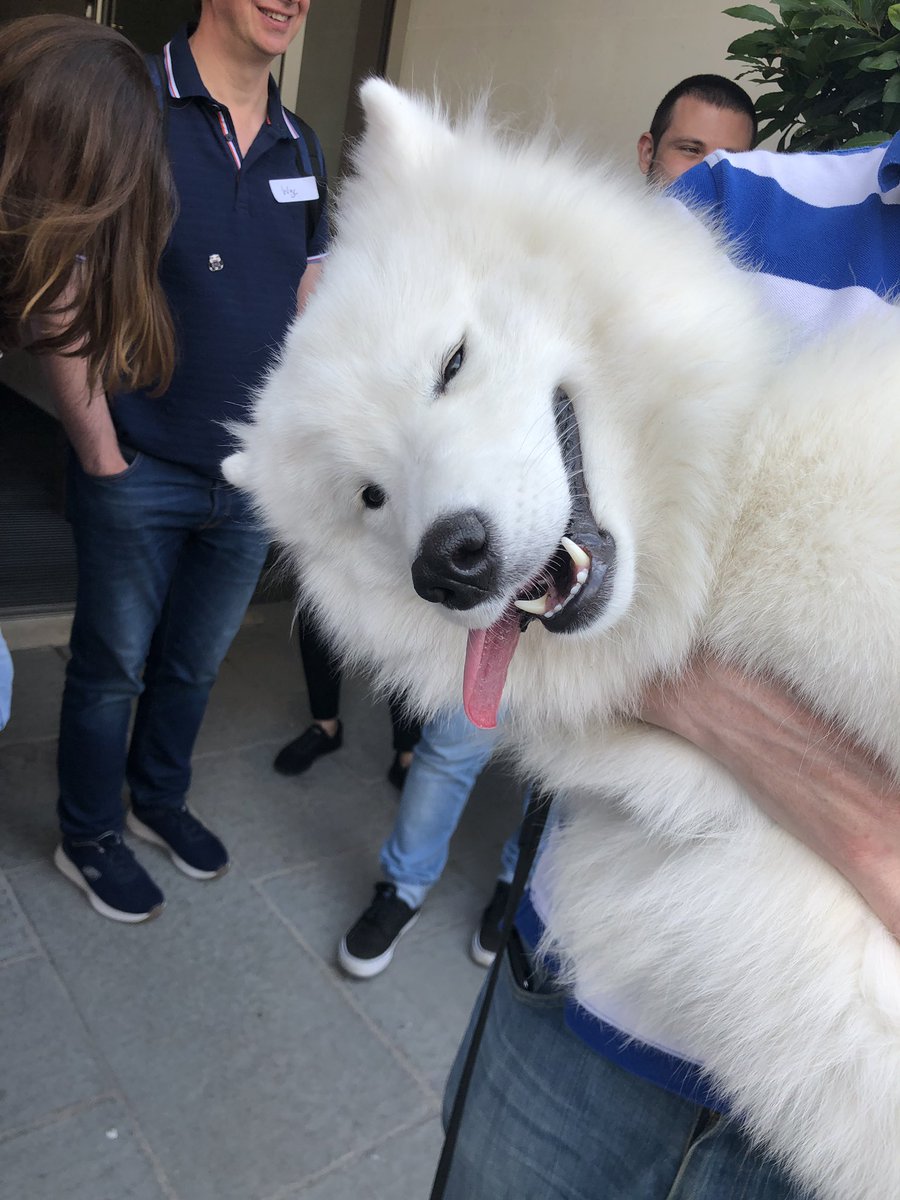 kelhutch17's tweet image. The puppers have arrived!! #HackingWithSwiftLive