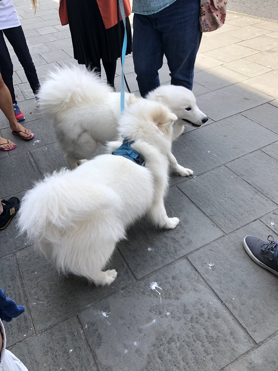 kelhutch17's tweet image. The puppers have arrived!! #HackingWithSwiftLive