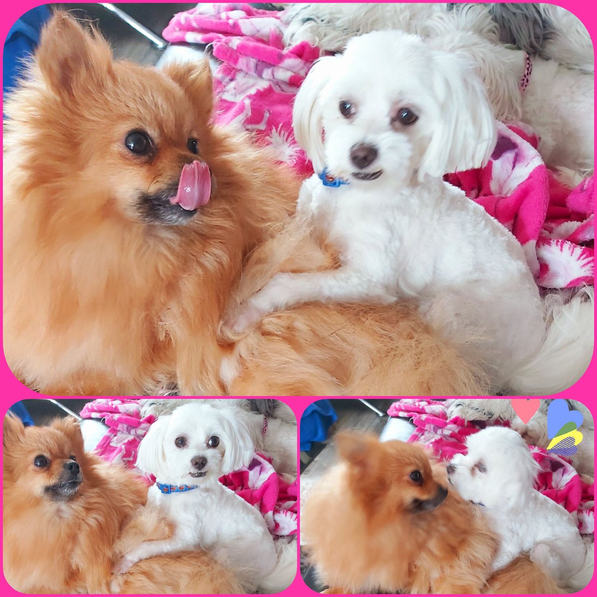pawsomebakes's tweet photo. Just love 💕🙏 https://t.co/F0f8QkRVsq