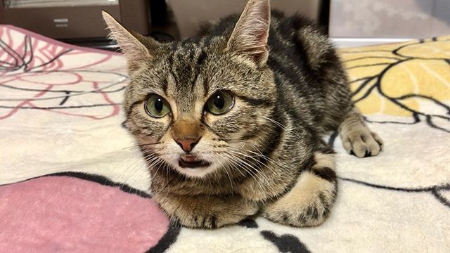 ちょりとちゃみ V Twitter 可愛いポーズでリラックス ちょり ちょりチャンネル 猫 ねこ ねこ部 にゃんすたぐらむ にゃんこ 子猫 T Co W90cupiq8r