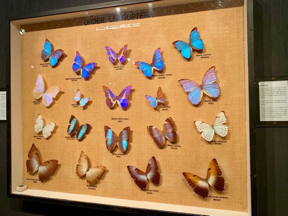 CarolinAramburo's tweet image. Nothing compares to the #SweetnessOfSHARINGwithLOVEDones💞💕..
.
Brought Mom to the #MagicalSpace of #ButterflyWORLD .. she said this is exactly as #Paradise feels like ... I agree ..🦋.. they are magical ..🌈🌺🦜
.
facebook.com/CarolinaArambu…