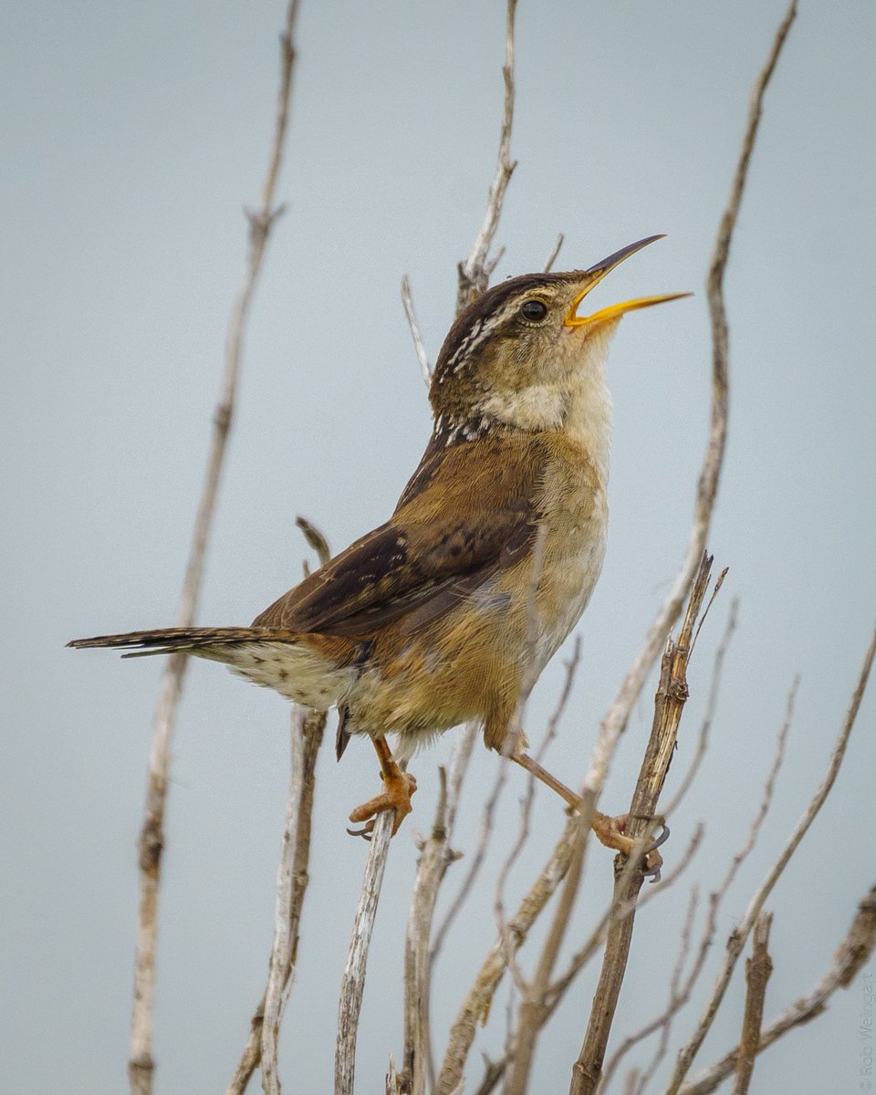 Song of the Marsh Wren

#marshwren #wren #classicpose
#wildlife #wildlifephotography #birding
