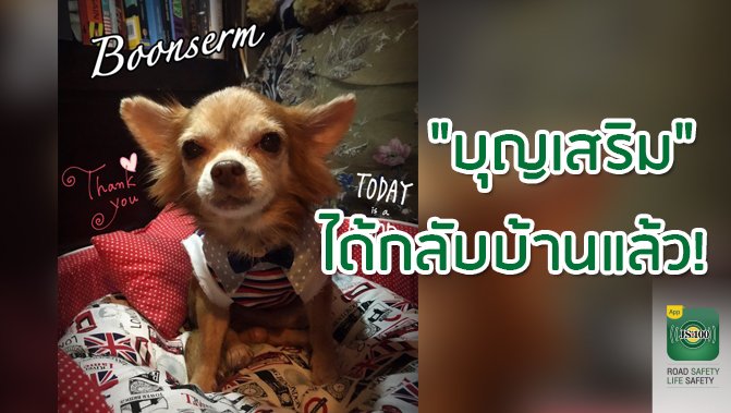 js100radio's tweet photo. ชิวาวานอนร้องไห้จนได้เรื่อง เจ้าของทราบข่าวติดต่อขอรับคืนแล้ว
https://t.co/tgXkd6Fidy
#JS100 https://t.co/pqusVYaMGD