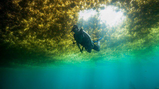 greenpeace_de's tweet photo. Im Atlantik wuchert der weltgrößte #Algenteppich. Wissenschaftler*innen halten die Abholzung des #Amazonas-Regenwaldes für eine wichtige Ursache. RT wenn Du auch findest, dass damit endlich Schluss sein muss!  https://t.co/dXXU0kK9L2 https://t.co/GIguW4wGDu