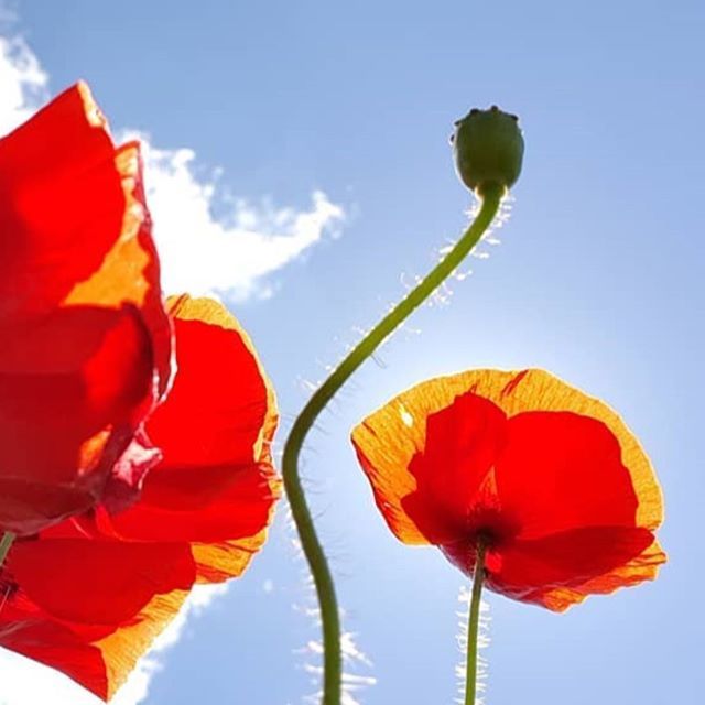 goeastlothian's tweet photo. Beautiful image - so evocative!
@wpc1927
Poppy field
#eastlothian #eastlothianlife #visiteastlothian #scotland #visitscotland #poppies #poppyfield #flowersofinstagram #instascotland #landscapephotography #landscape #phonephoto #galaxy10plus #sunshine #b… https://t.co/WiWzpBG480 https://t.co/4eUfs8hKiH