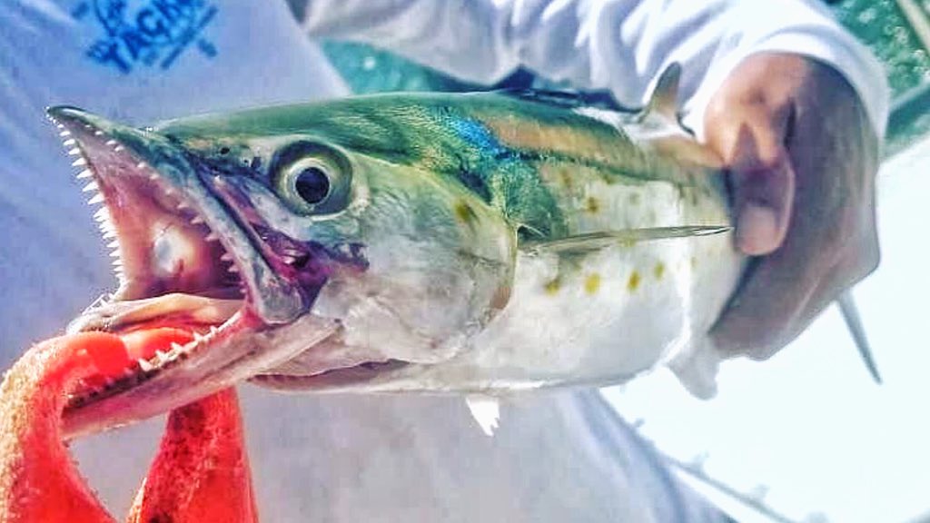 Nicholas Wheatley tweet media