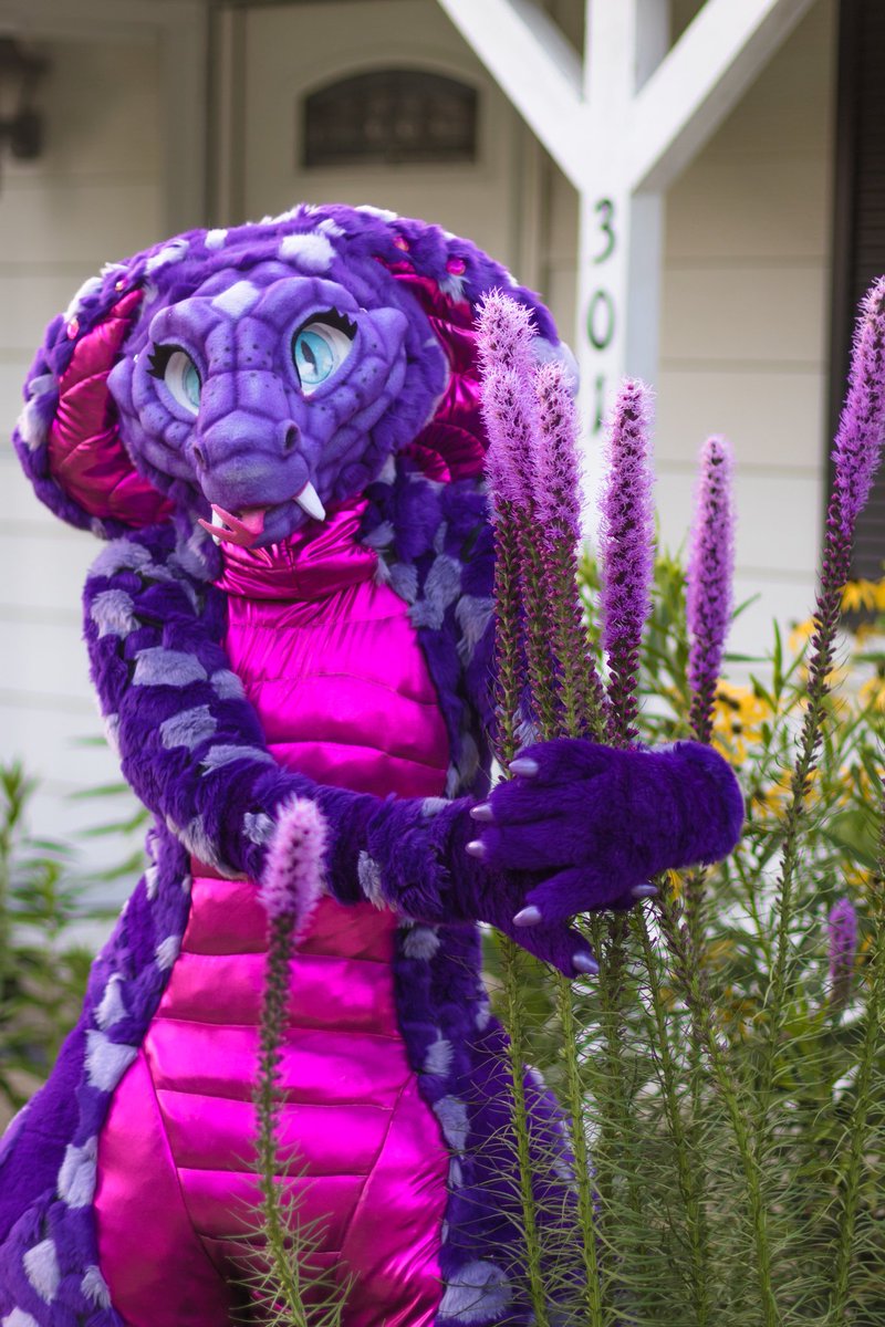 princess_cobra's tweet photo. Among all the native plants in our yard, we have several from the genus Liatris, which is where my name comes from. The common name for Liatris is Blazing Star and this particular plant is Liatris spicata aka Dense Blazing Star aka Prairie Gayfeather 💗🌱 https://t.co/FgxBEh2j62