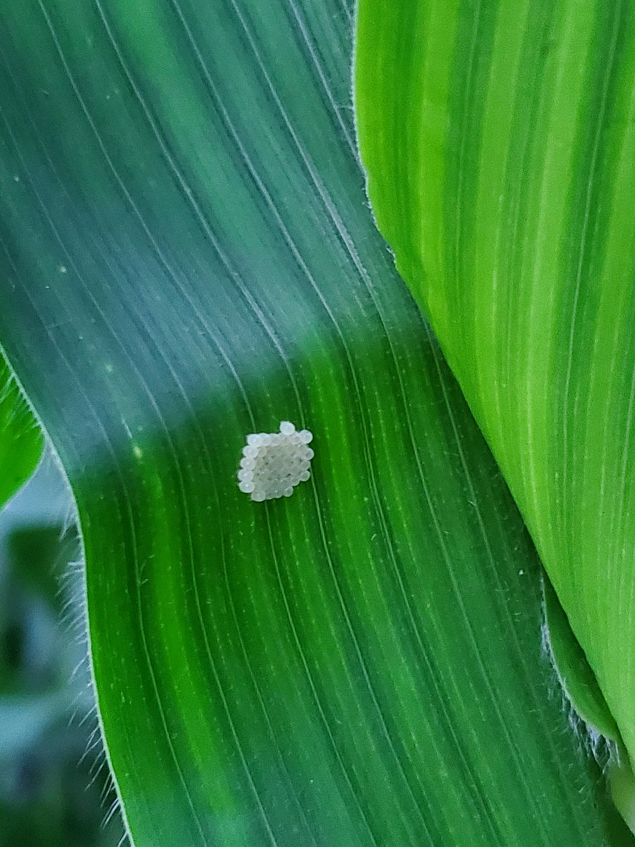 Found these last night.  It's that time of year.  Time to start checking your Non-GMO corn.  #WesternBeanCutworm egg mass.