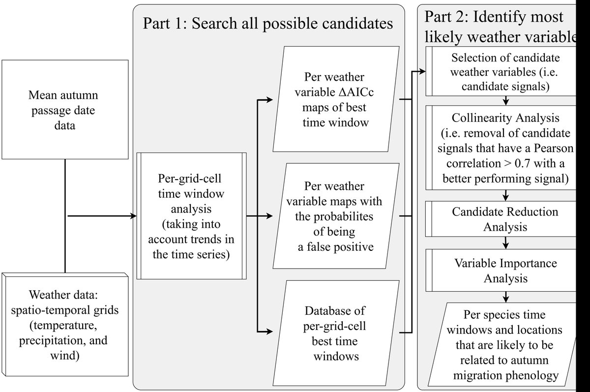 Birgen_Haest's tweet image. 4/9 What we did:
We performed an exploratory spatially explicit time-window analysis of #weathereffects on mean autumn passage over the period 1960-2014 (55 years! #longtermresearch) of 4 trans-Saharan and 6 intra-European #passerines at #Helgoland island, #Germany.