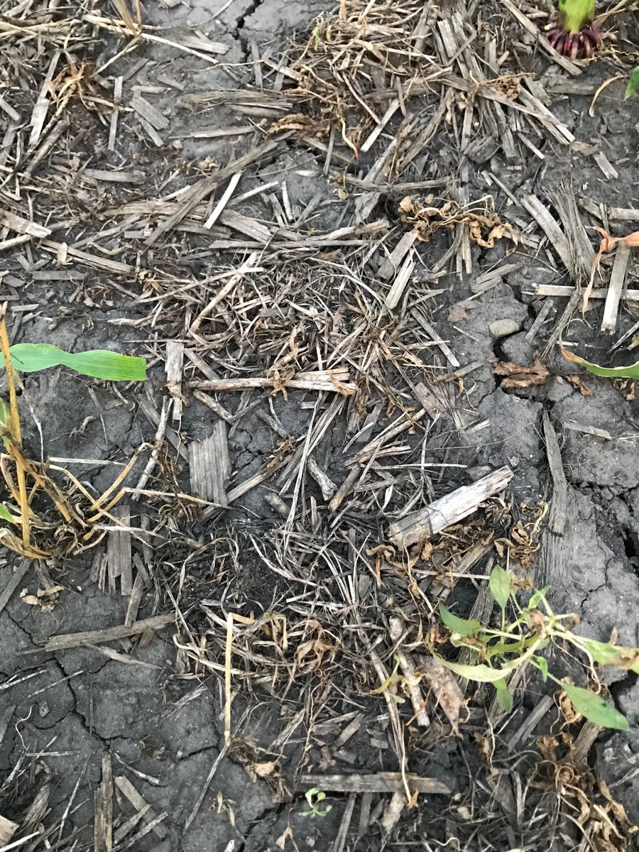 cyguy83's tweet photo. The earthworms have been busy building muskrat houses called midges in my field. Dragging the covercrop residue under the surface to chew it up. Happy worms makes healthy soil. #SoilHealth #CoverCrops #NoTill #ChickenLitter https://t.co/L3YTBioxDN