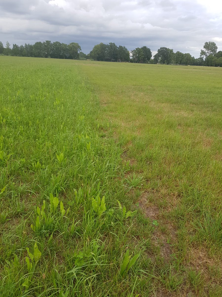 Kruidenrijk grasland links, 4 jarig grasland rechts.