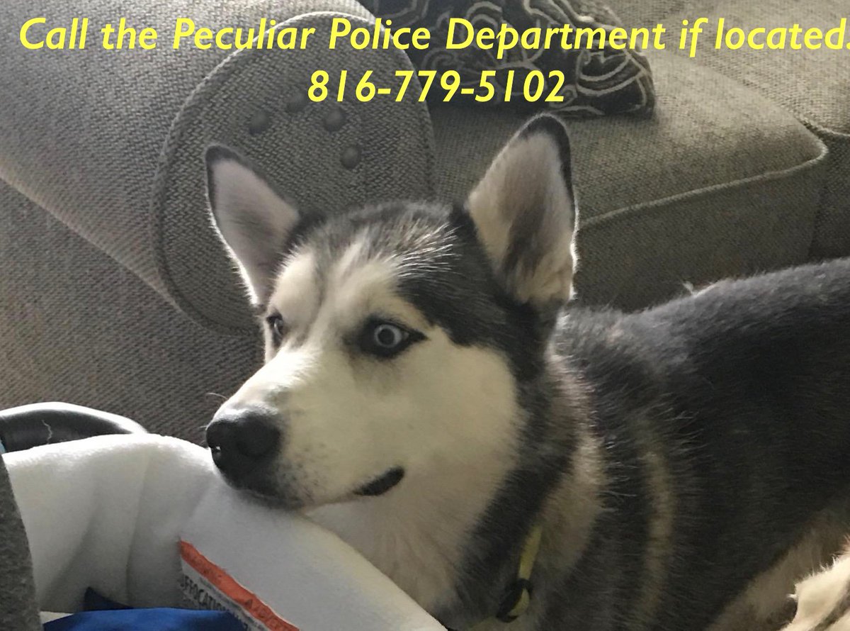 PeculiarPolice's tweet image. If anyone has seen this dog within our city limits, we have the owner information. Please contact the Peculiar Police Dept. if located.