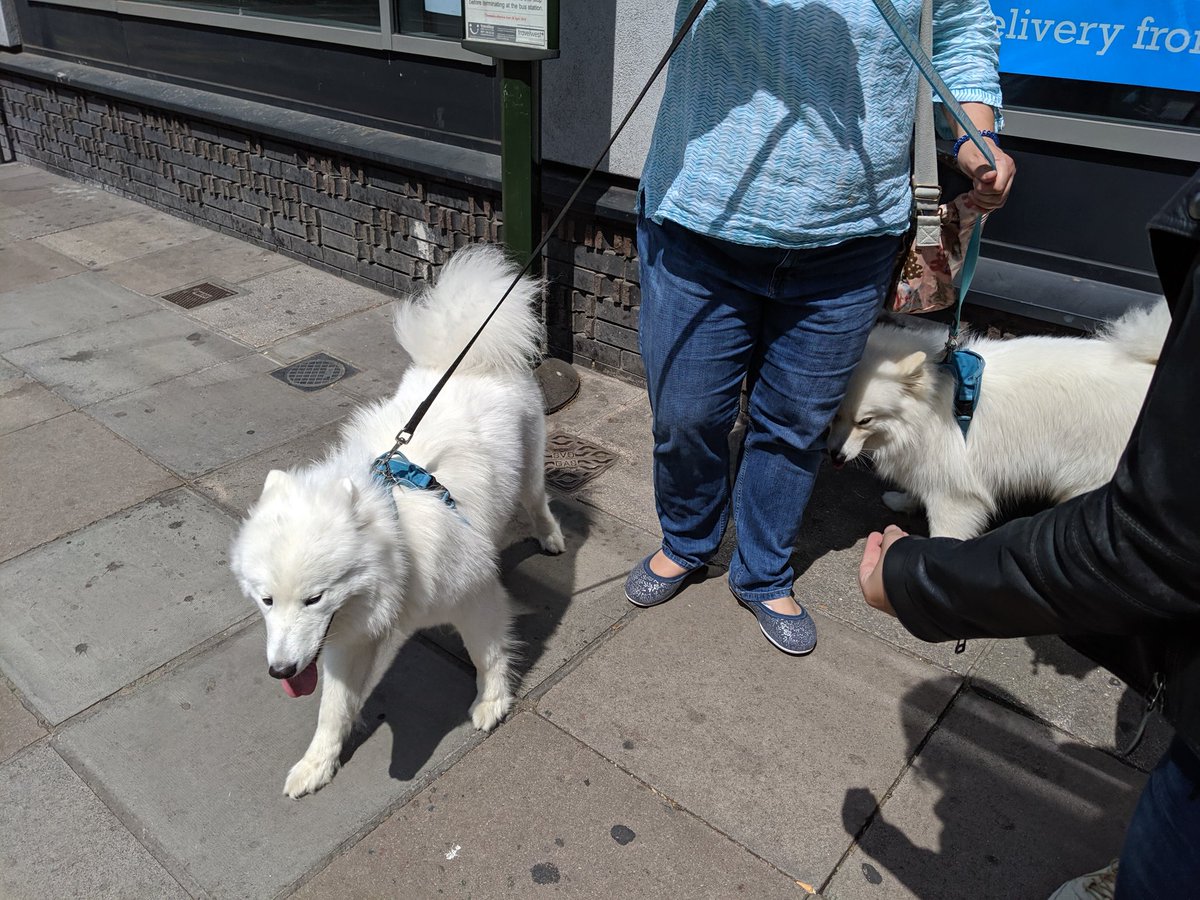 Spartan_Dev's tweet image. I&apos;m attending #hackingwithswiftlive because of Paul&apos;s dogs!