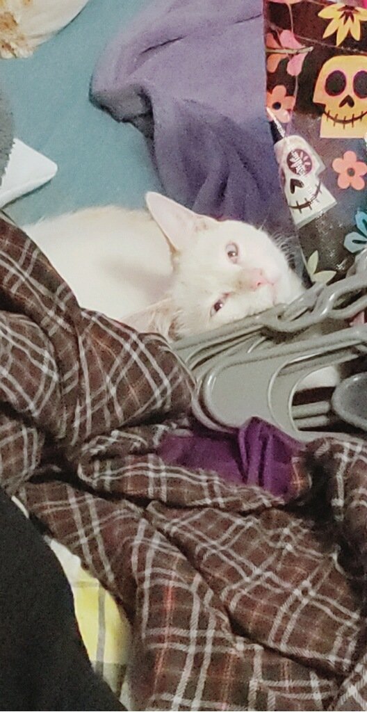 Torithecryptid's tweet photo. Spant al wekand at a kon! Vary fun! https://t.co/9jb2L3lvj5