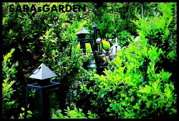 CITYGUIDEMUNICH's tweet image. #SARAsGARDEN #PHOTObySARA
#BOXTREE #BUCHSBAUM #BOX
#TheGreenery