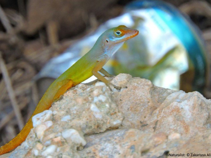 SNMichaelides's tweet photo. New paper out; with undergrad Noah Gilbert working on the genetics of Anolis wattsi in Trinidad and the importance of ecological similarity to invasion success. @BritishHerpSoc  https://t.co/M4SpUV34Ww https://t.co/8gii1IfsDI