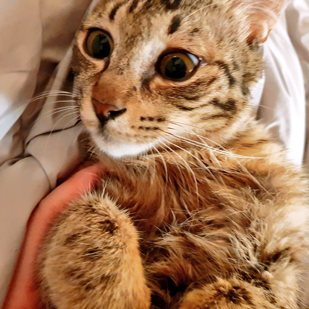 summeradoption1's tweet photo. 목욕천재 여름이🥰❤👍물에 담가도 말썽 한 번 안 부리는 착한 고앵이는 울집 원거주냥들보다도 목욕을 잘 하네요....이별의 시간이 다가오니 임보누나도 기분이 싱숭생숭....이곳에서보다 더더 행복하게 예쁨 받고 살러 가는 거라고 말해주면 여름이가 잘 알아 들을까요?😭 #입양갑니다 https://t.co/lwLPQdYEEU