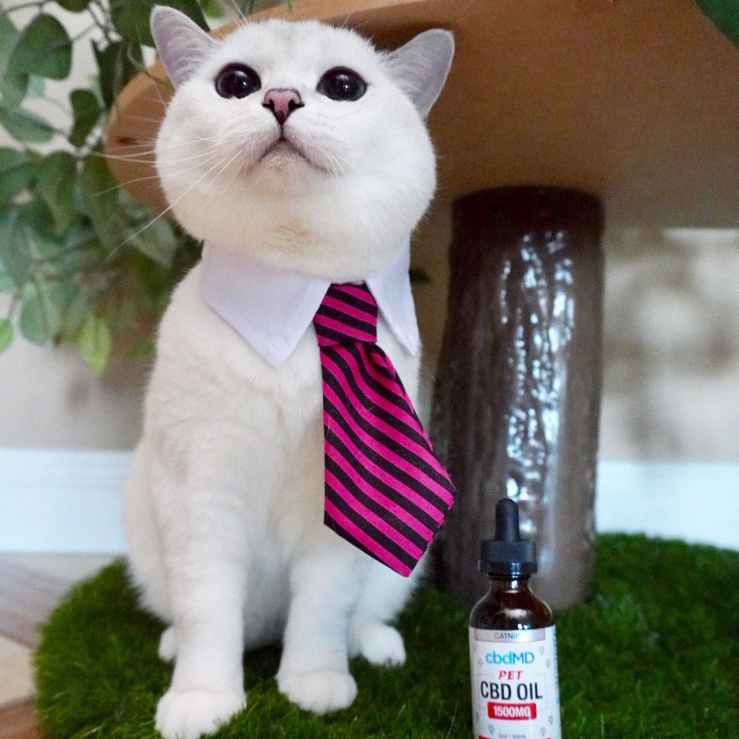 Catnip flavored #cbdoil from <a href="/cbdmd_usa/">cbdMD</a> 🤤I take a dose day with my breakfast. It gives my immune system the extra support it needs to keep me healthy! Link below for more info. Use coupon code COFFEE for 20% off your first order of human and pet products! cbdmd.com