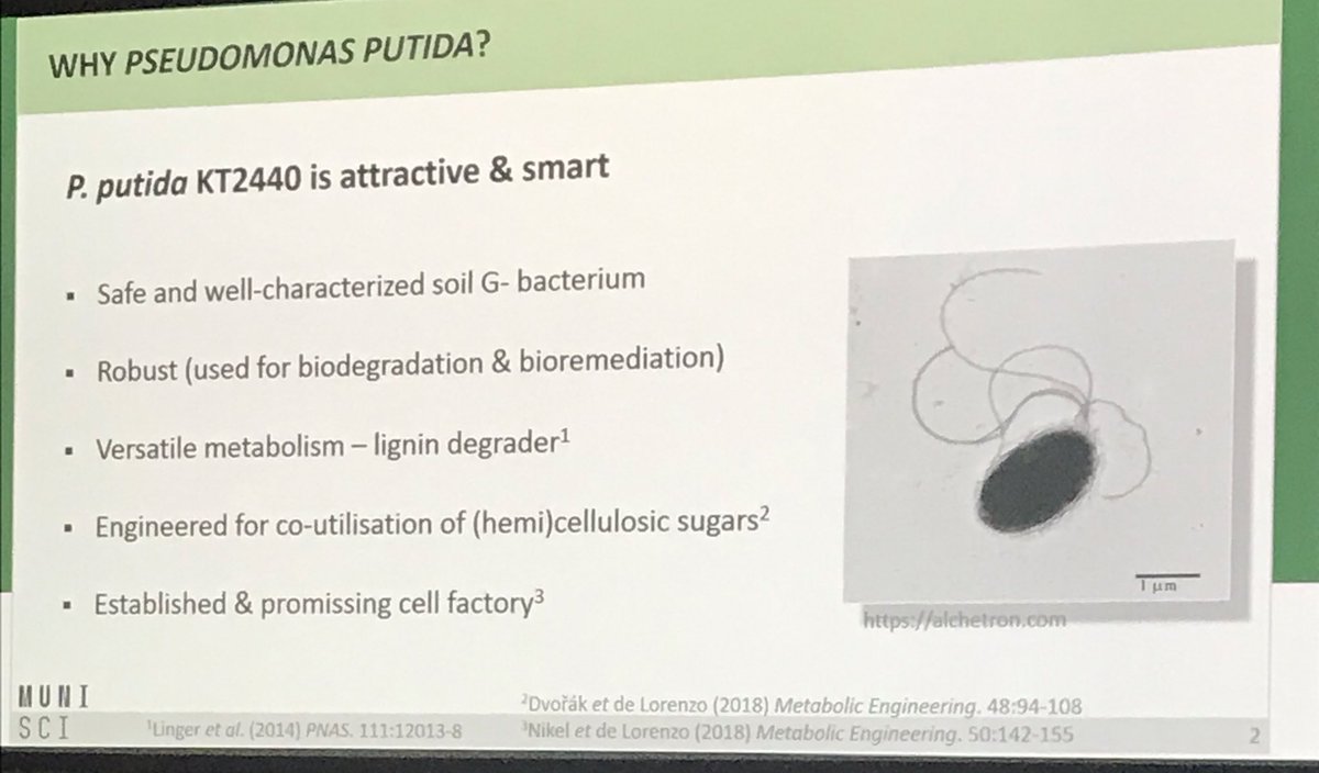 vdlorenzo_CNB's tweet photo. Brilliant short talk by @PavelcitoD about Pseudomonas putida as a biological scaffold for surface display of protein complexes #FEBS2019 https://t.co/KFF4RAvJrT