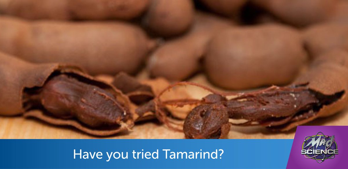 madsciencehou's tweet photo. Tamarind pulp is used in cuisines around the world. It comes from a leguminous tree that’s indigenous to tropical Africa. A member of the Fabaceae family, its scientific name is Tamarindus indica. The genus Tamarindus is a monotypic taxon, which means it has only a single species https://t.co/xOXJyW2e2J