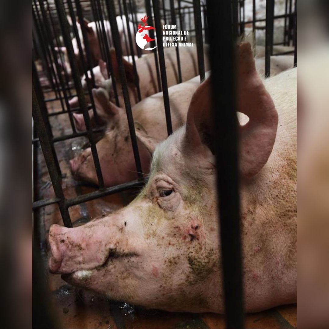 forumanimal's tweet photo. #Segundasemcarne: Elas nunca poderão caminhar por aí para explorar a vegetação, formar grupos de companheiros ou conviver com seus filhotes. Alimentação é um ato político. Proteste!
#ForumAnimal #vegan #veganismo #veganfood #ProteçãoAnimal #veganosbrasil #govegan #veganlifestyle https://t.co/ybgq8NoQGd