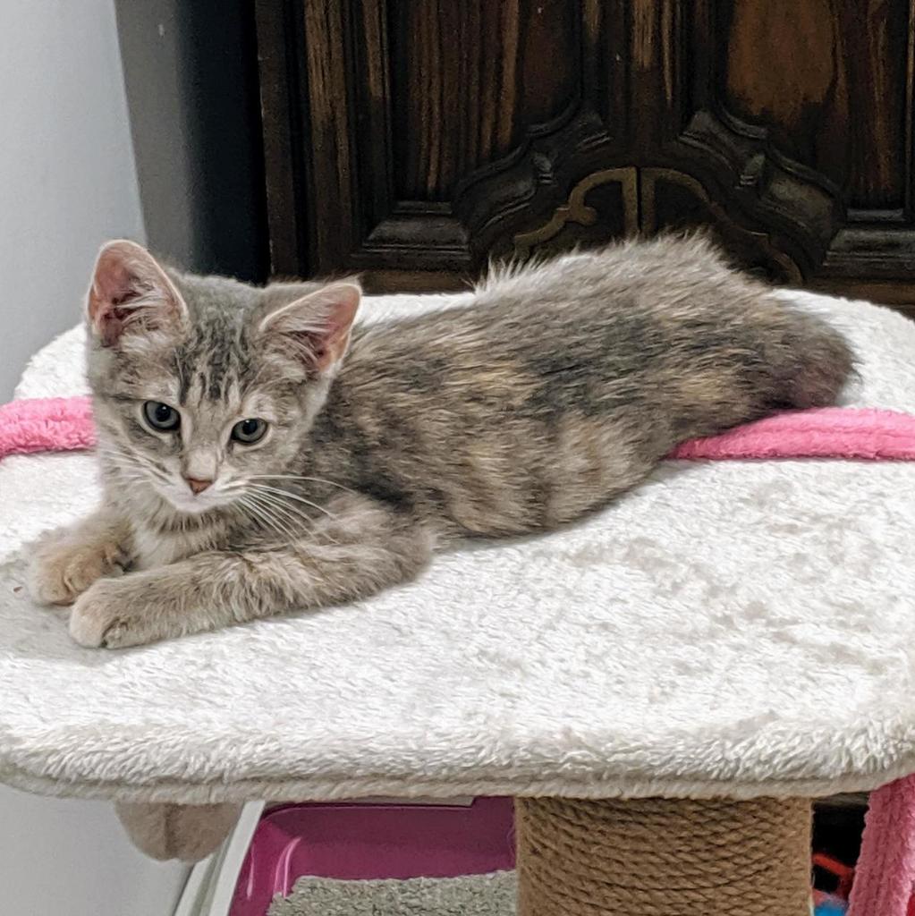 Had discussions with my GF about a cat… She’s never owed one… A surprise date to the animal shelter Friday lead to this little girl coming home Saturday. Everyone meet Gabriella. #cats #cutecats #bestmeow