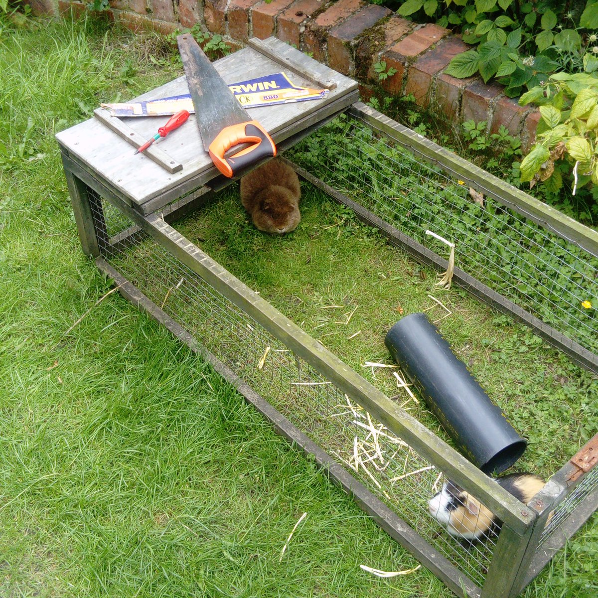 GrinningGibbons's tweet image. Replacing the lid on the guinea pig run. A 3m length of wood should be enough, right? #CoreMaths #DIYnot?