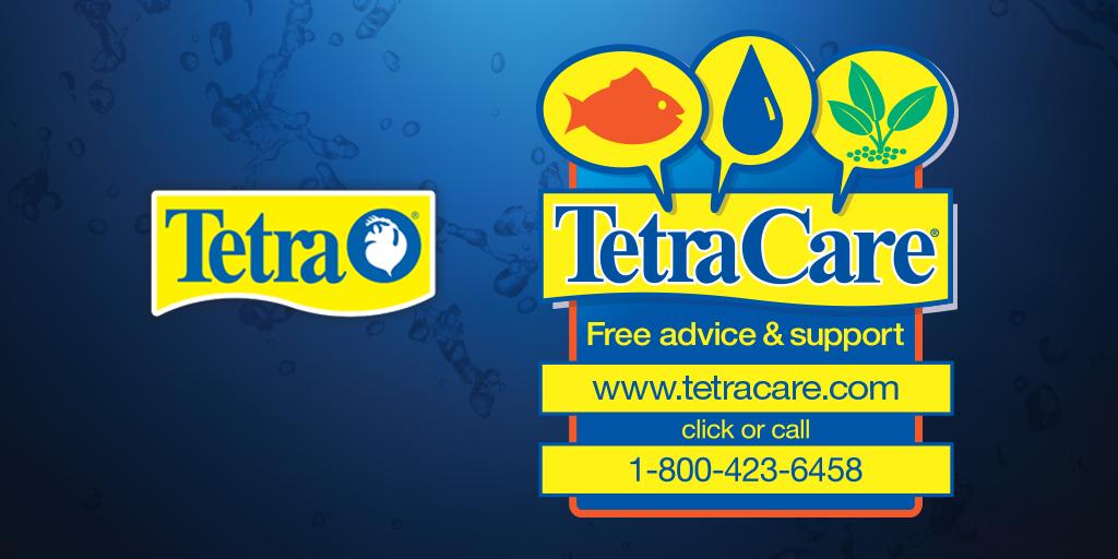 TetraFish's tweet image. Helping you care for the fish you love.  bit.ly/2G1Qbxv
#aquariumcaretips #fishkeepingtips #tetracare